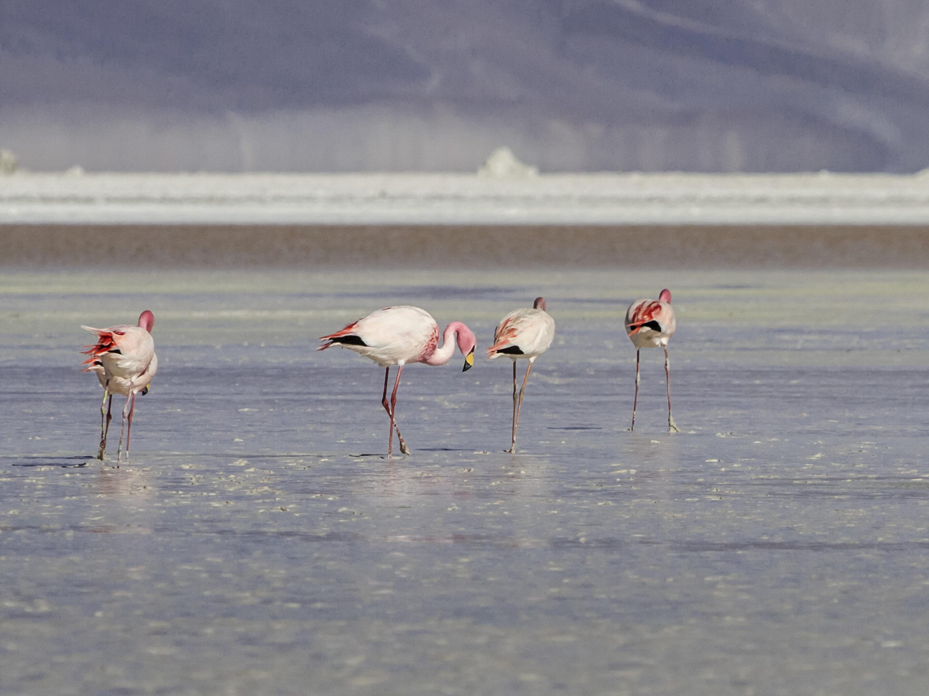 Ibis Calama Buitenkant foto